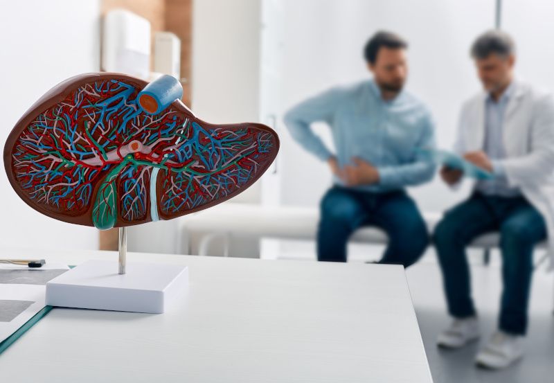 Modell einer Leber, im Hintergrund spricht Arzt mit Patient