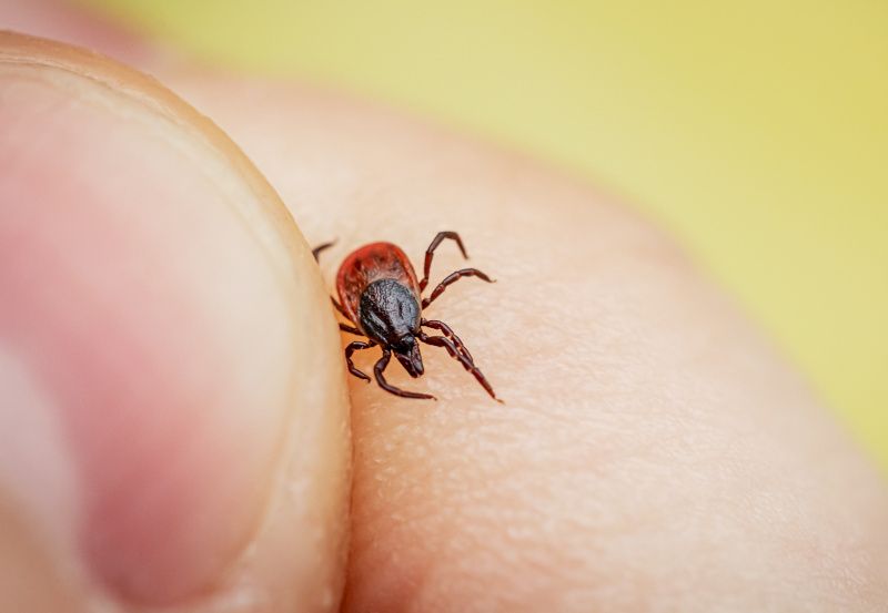 Nahaufnahme einer Zecke in der Hand einer Person