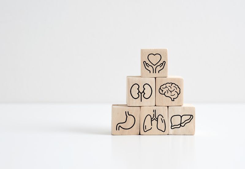 Holzwürfel mit Organbildern, Symbolbild Transplantation