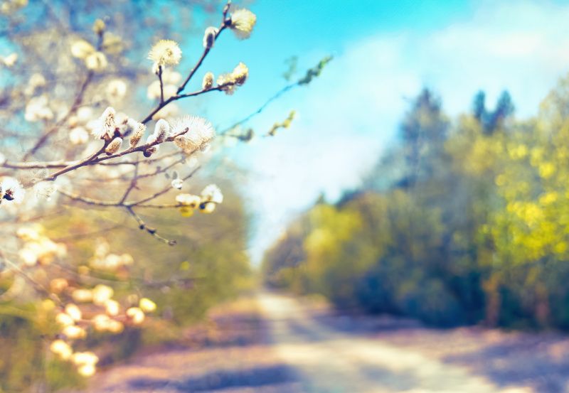 Blühender Baum im Frühling