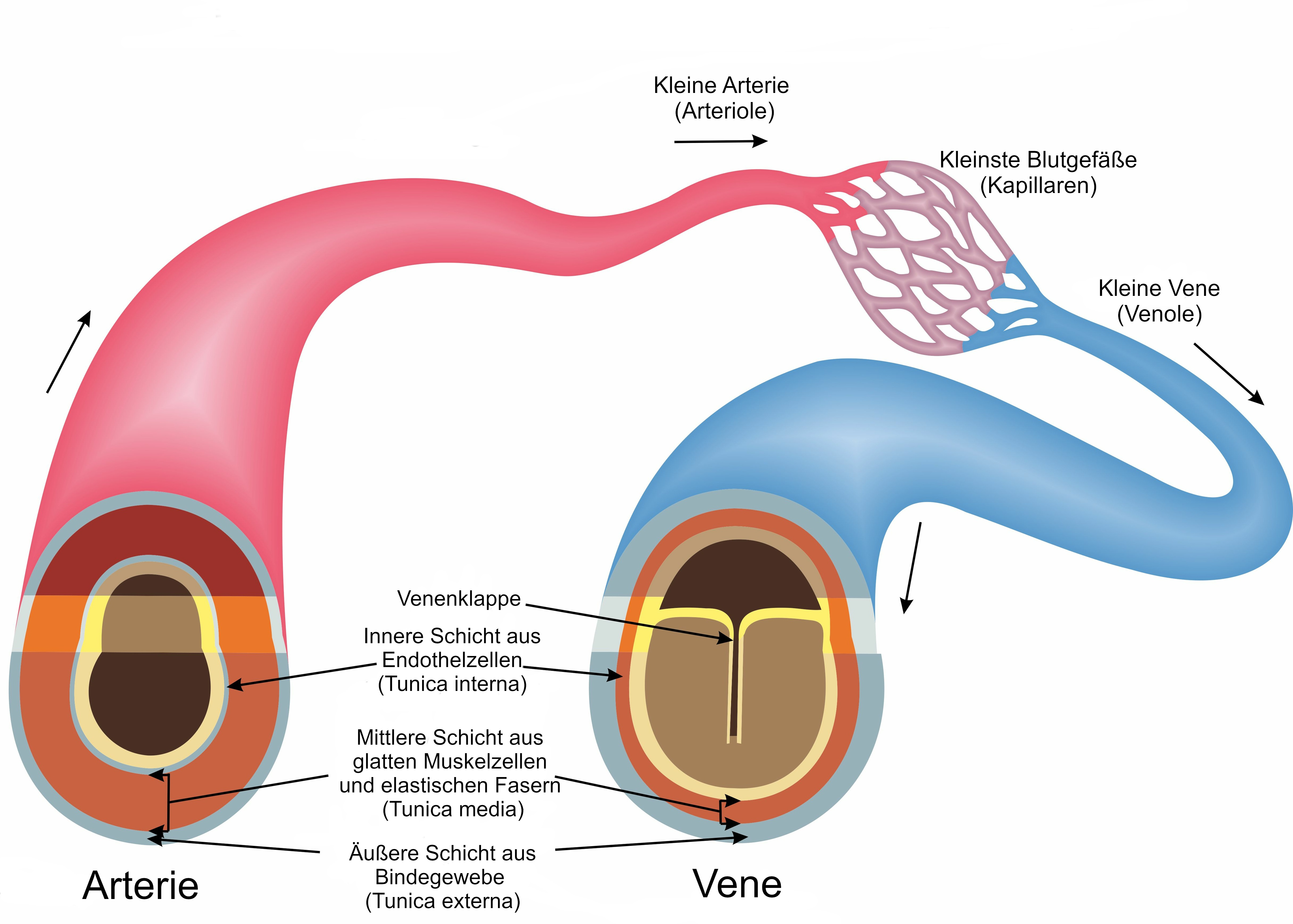 Venen Aufbau Und Funktion Gesundheitsportal Venen Aufbau Und Funktion Gesundheitsportal
