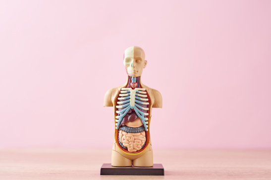 Anatomisches Modell