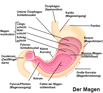 Schema Magen