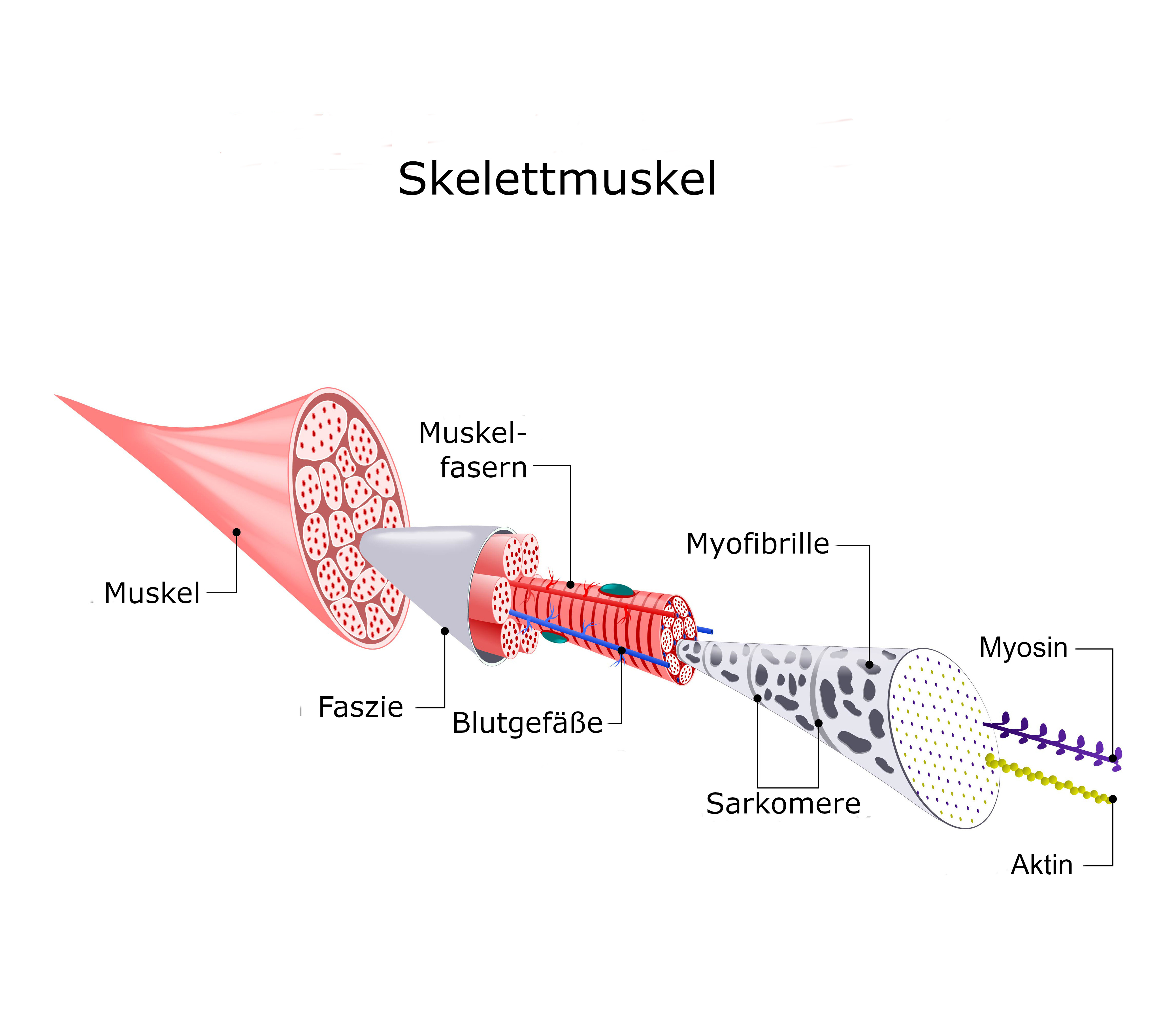 Grafik Struktur Skelettmuskel