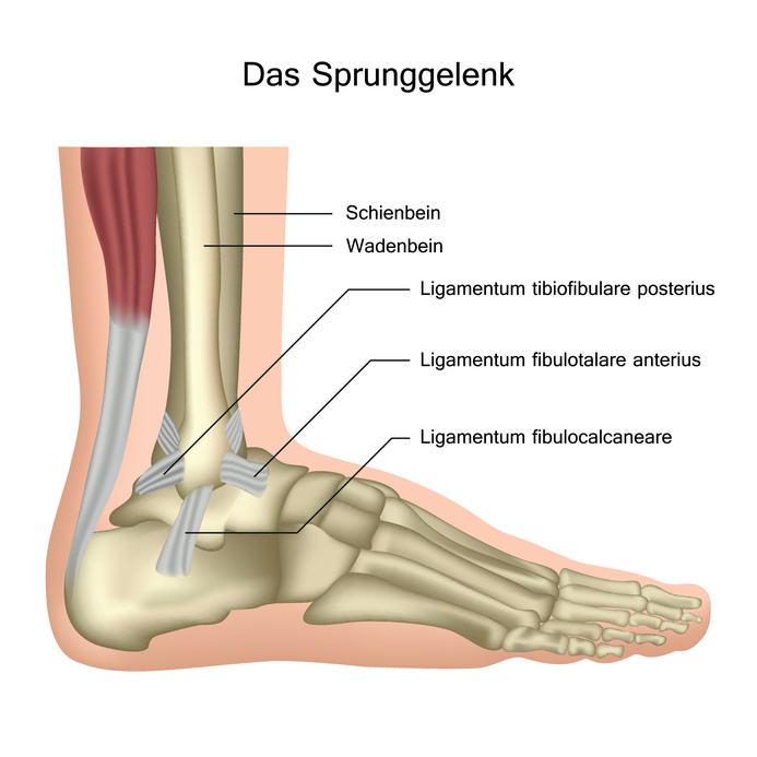 Bänder des Sprunggelenks