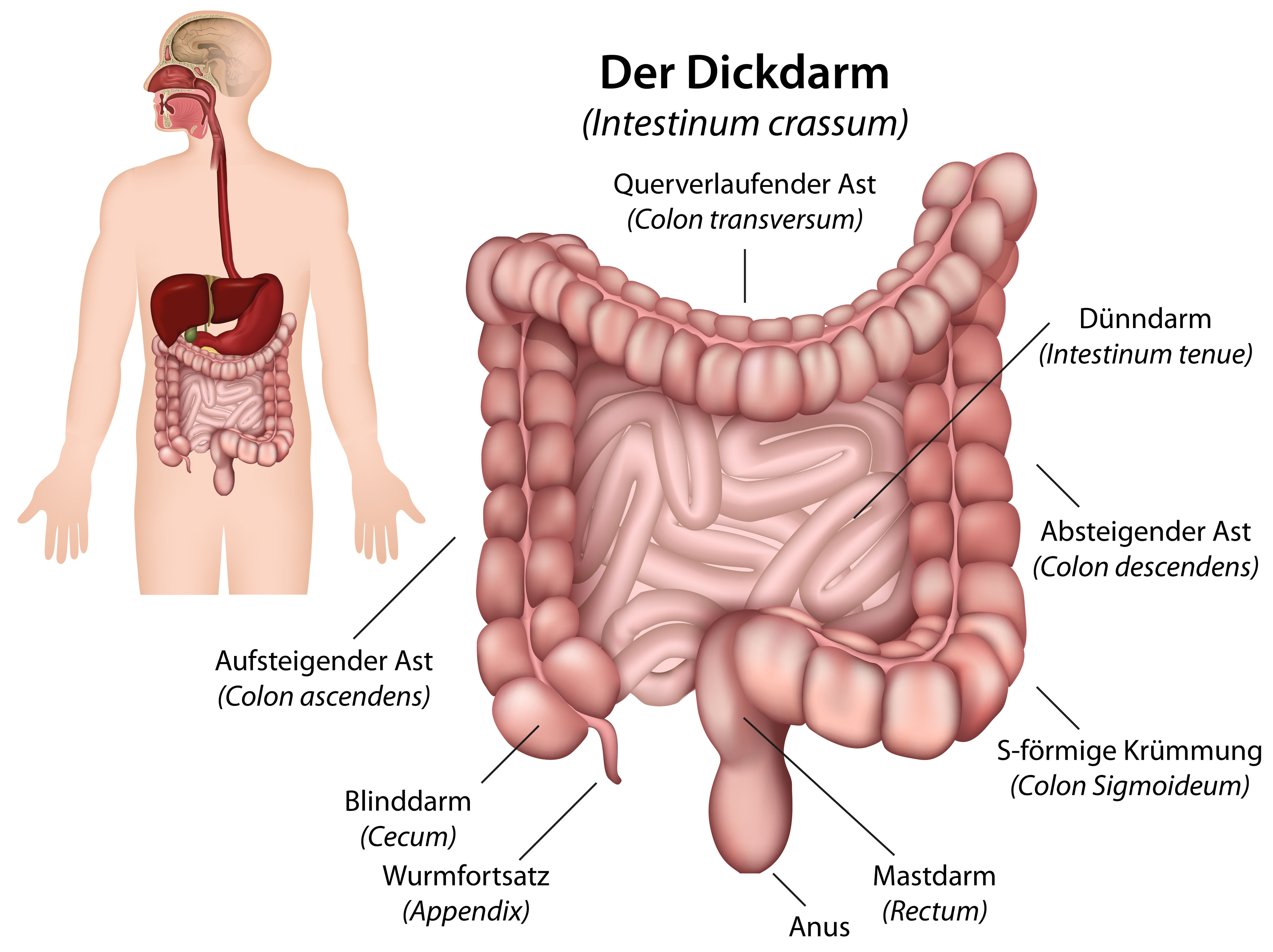 Anatomie Dickdarm