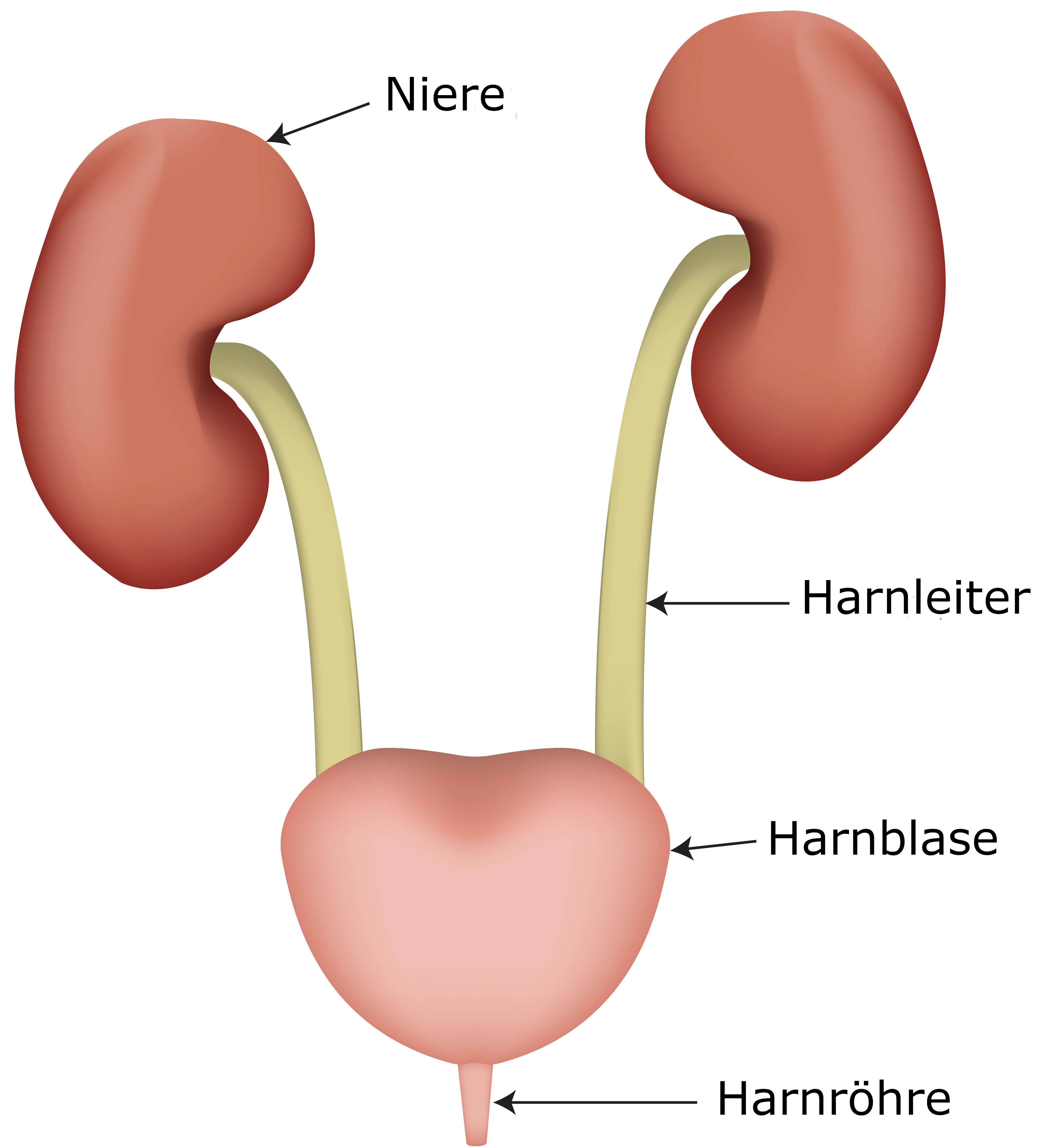 Anatomie Niere Harnblase