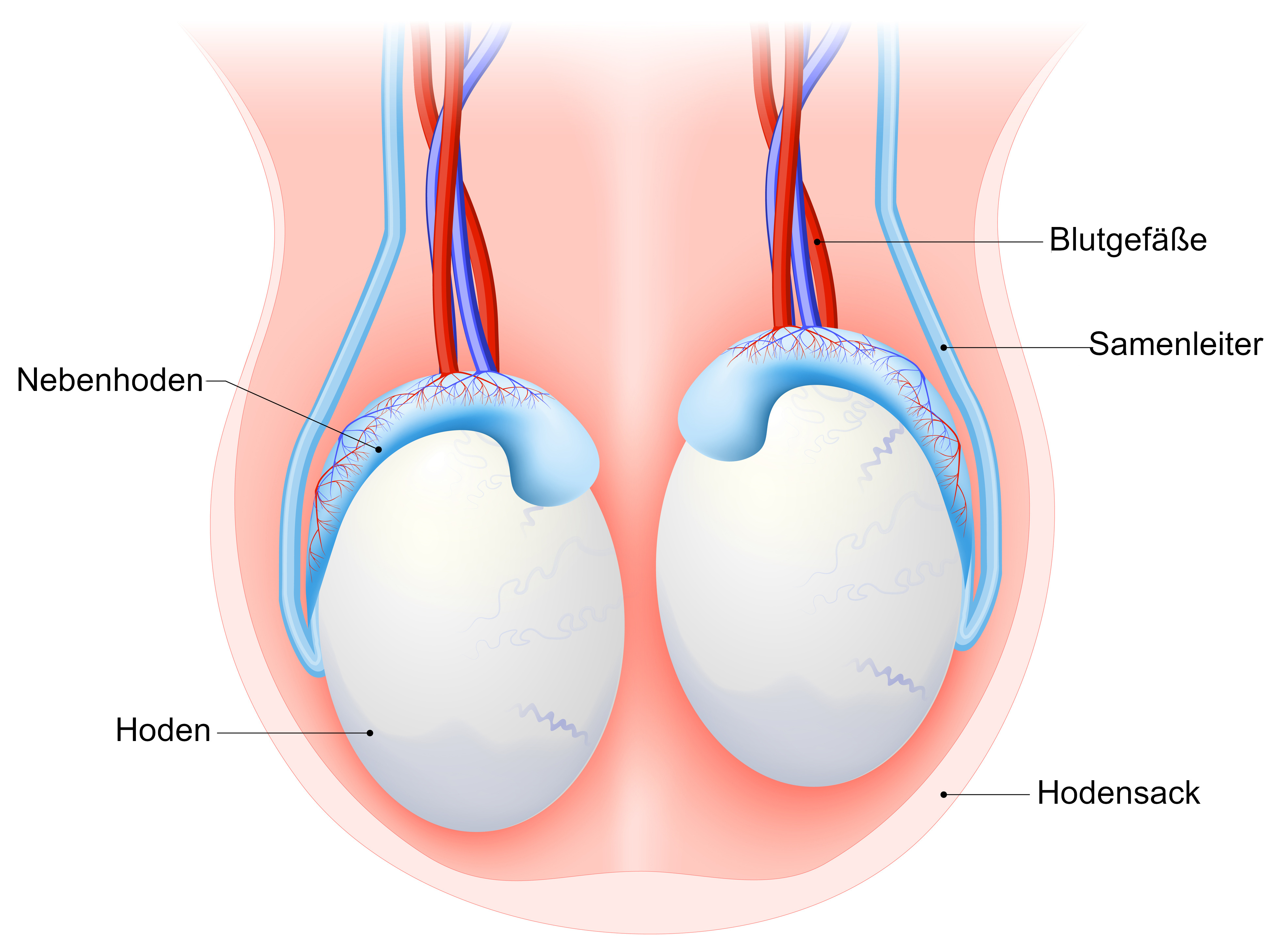Grafik Anatomie Hoden