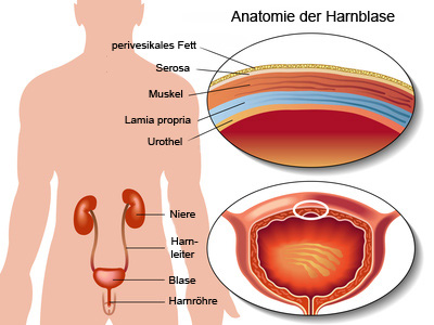 Anatomie der Blase