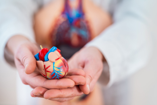 Arzt hält Modell eines Herzens in den Händen