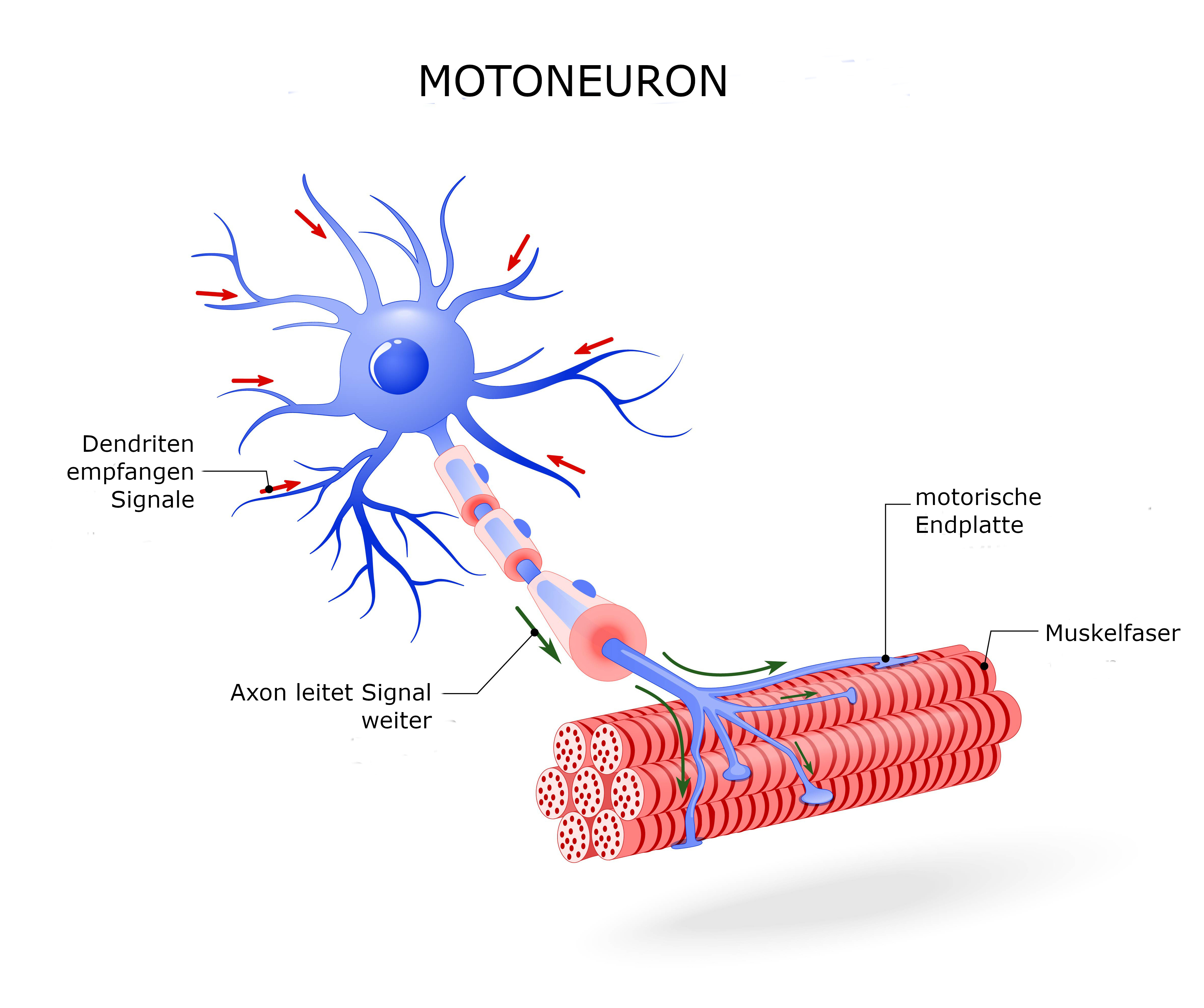 Motoneuron
