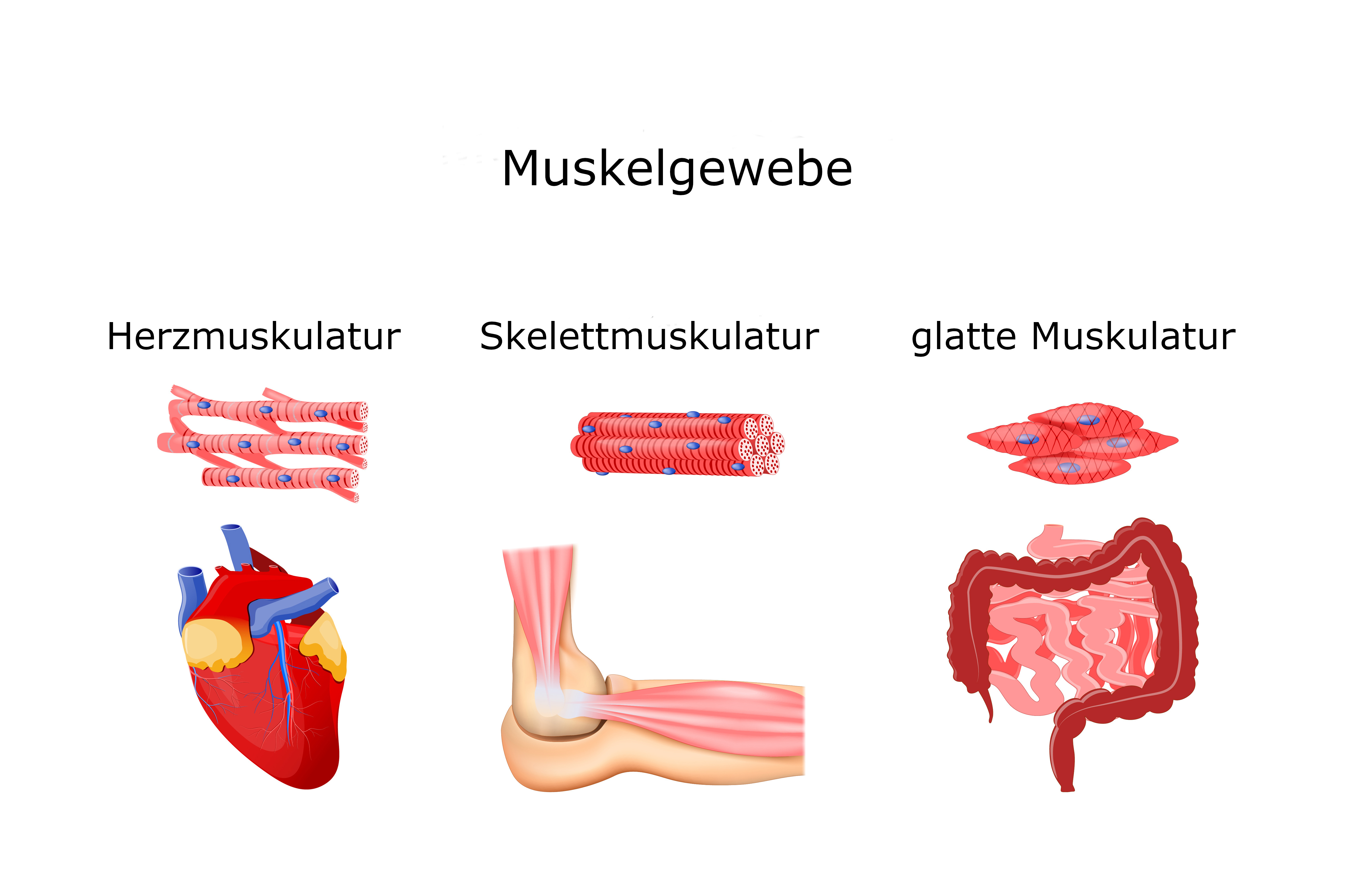 Arten von Muskelgewebe
