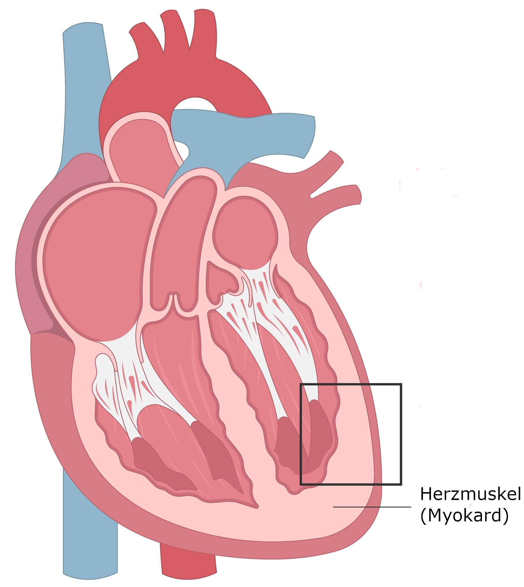 Grafik Herzmuskel