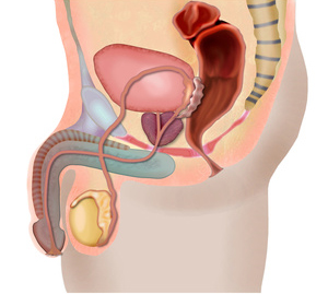 Harnsystem Mann