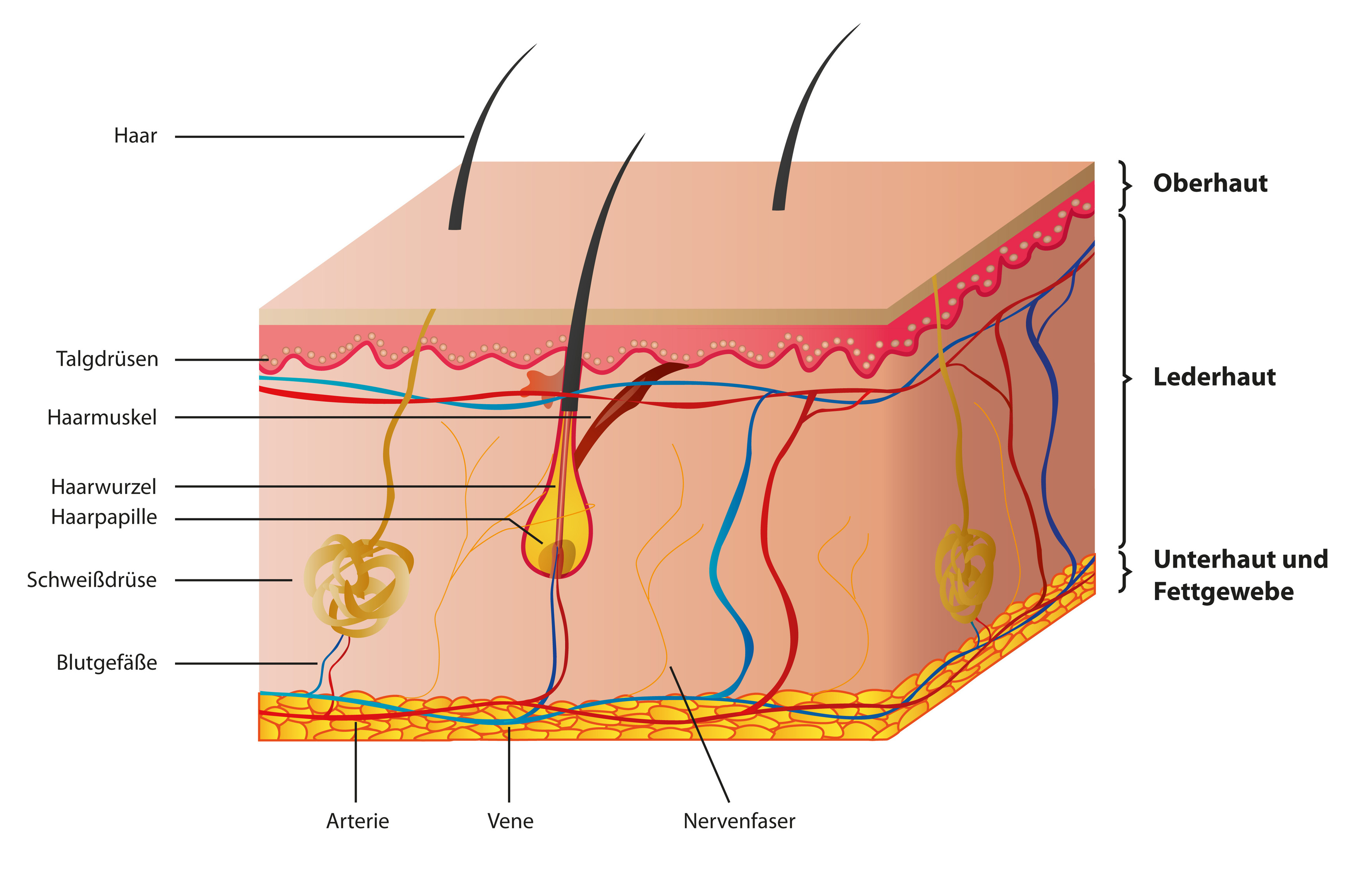 Anatomie Haut