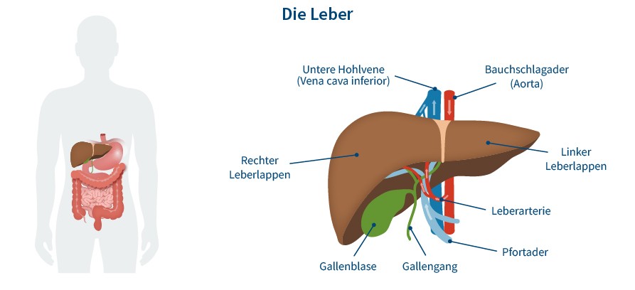 Grafik Anatomie Leber