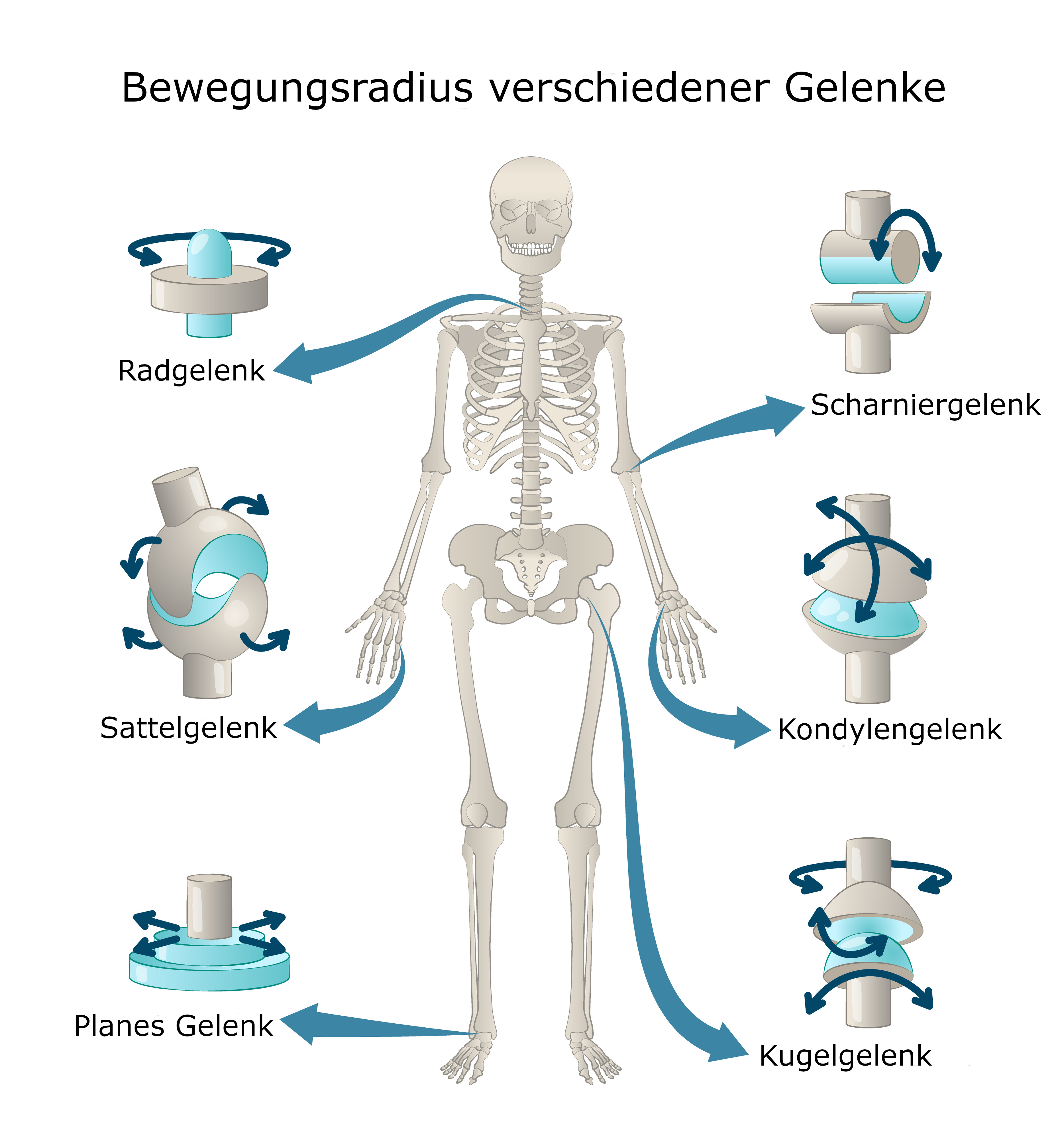 Gelenke Anatomie Gesundheitsportal Gelenke Anatomie Gesundheitsportal