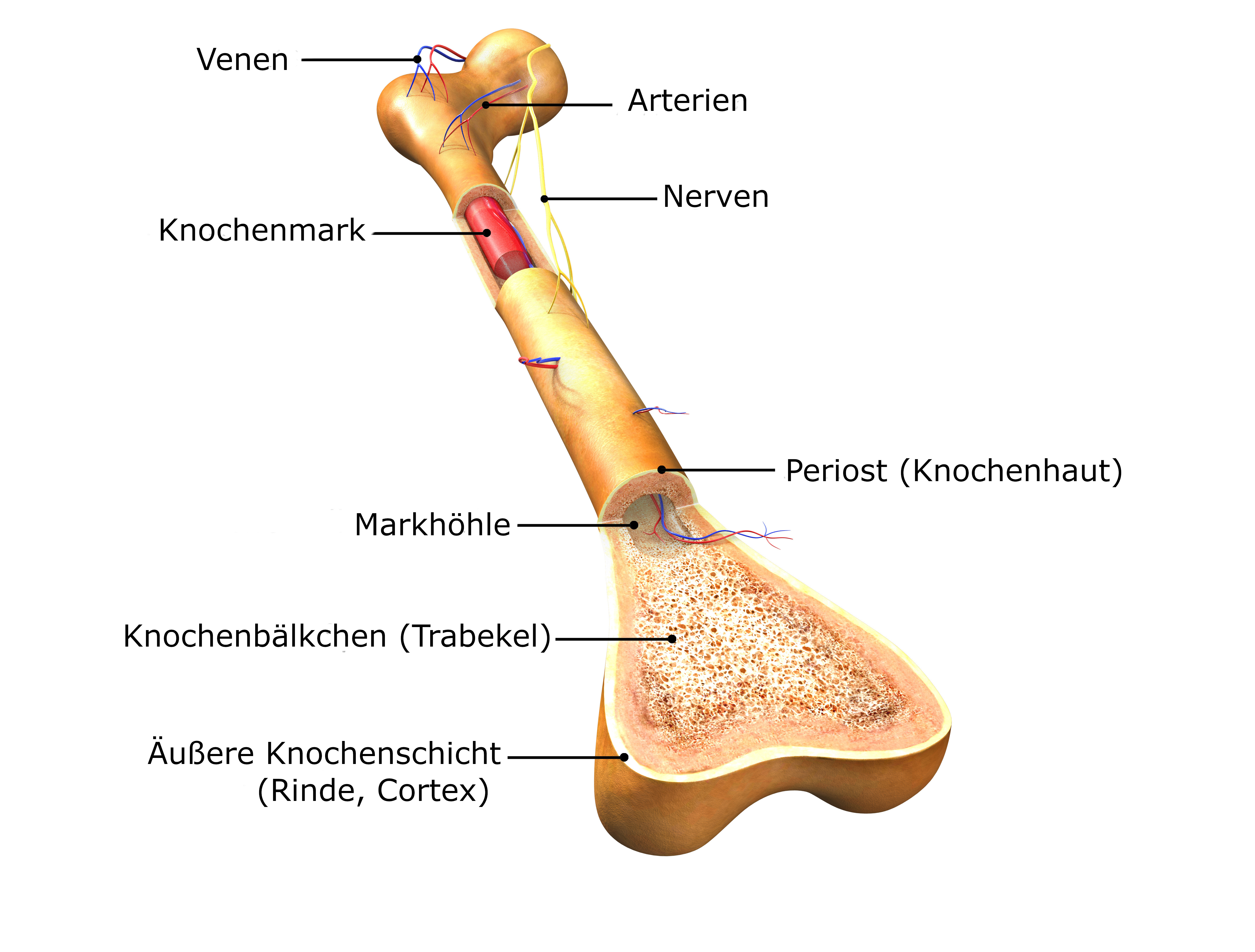 Skelett und Knochen - Anatomie