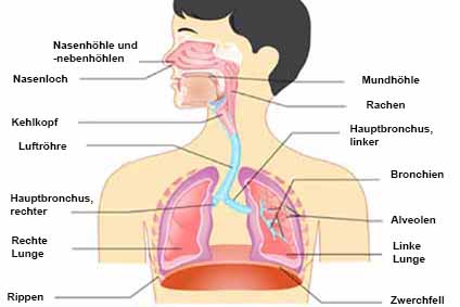 Grafische Darstellung von Atemwegen und Lunge