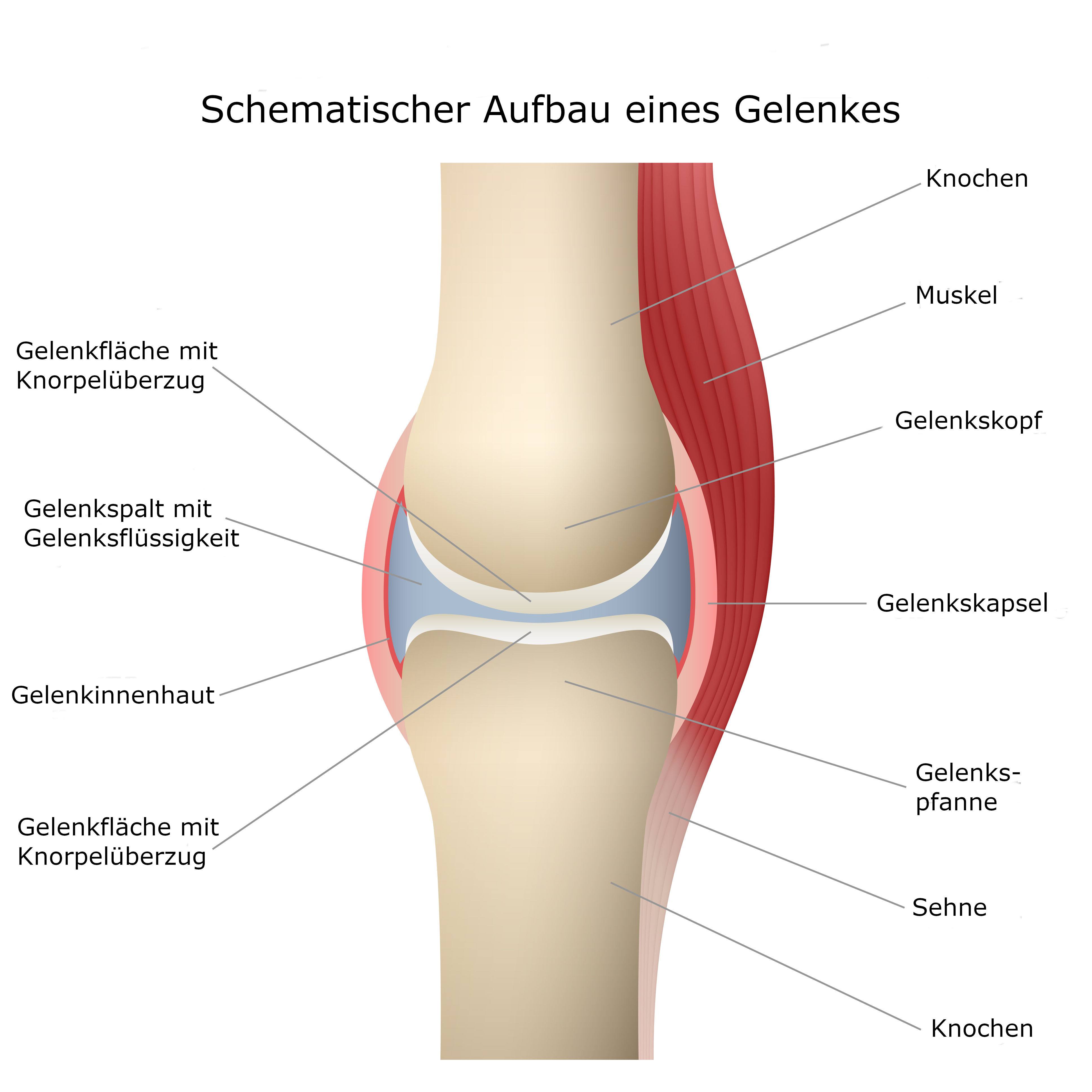 Gelenktypen • einfach erklärt, Aufbau und Beispiele · [mit Video]