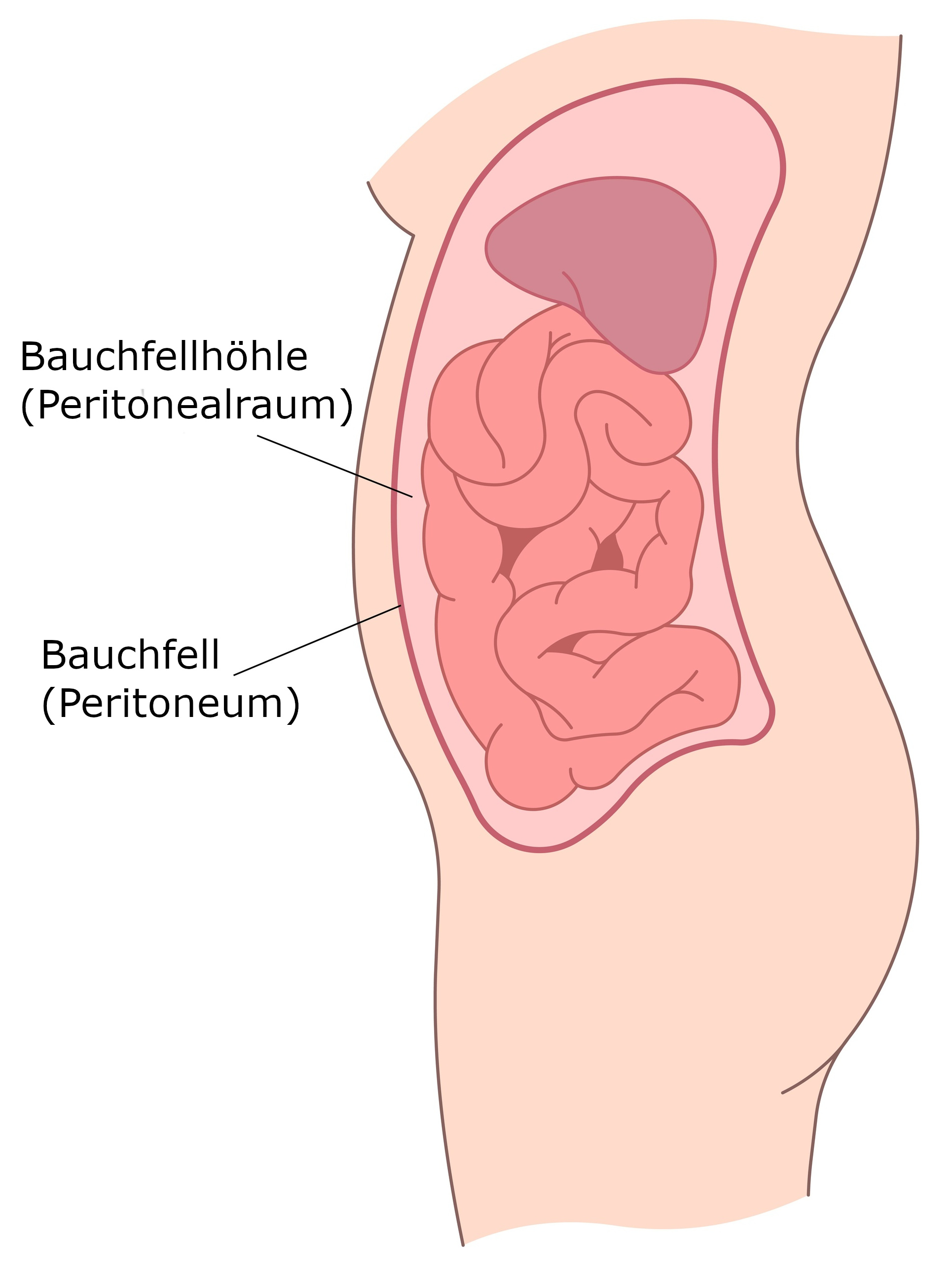 vereinfachte Darstellung Peritoneum