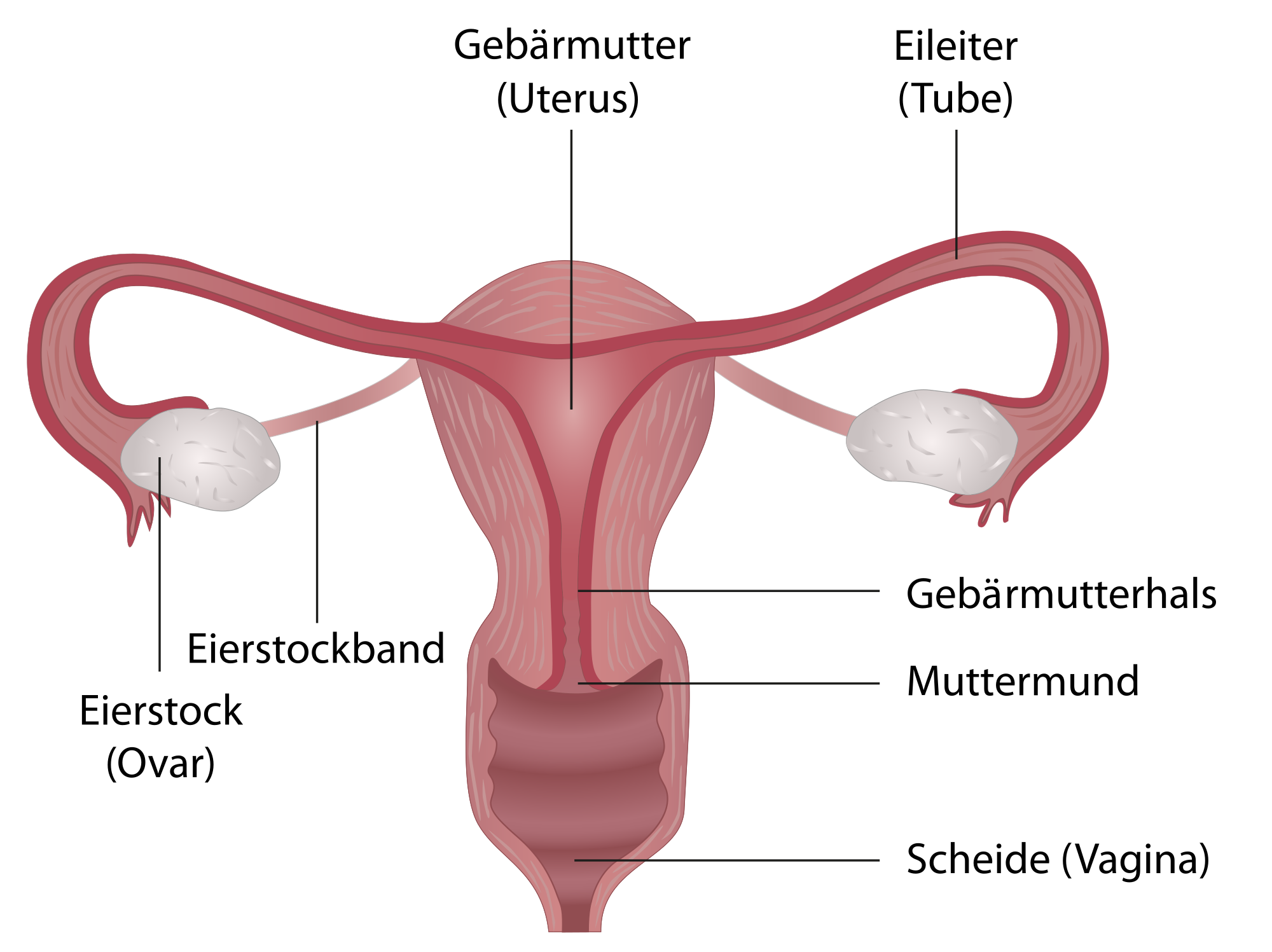 Anatomie der inneren weiblichen Geschlechtsorgane