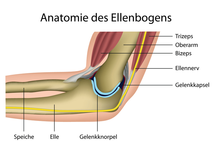 Anatomie des Ellenbogens