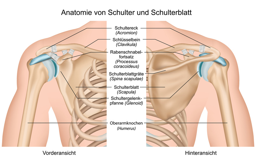 Anantomie Schultergelenk, Ansicht von vorne und hinten
