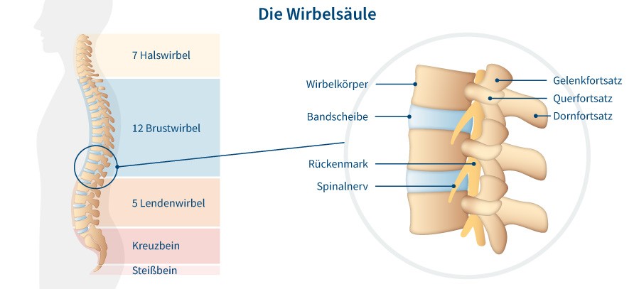 Grafik Wirbelsäule