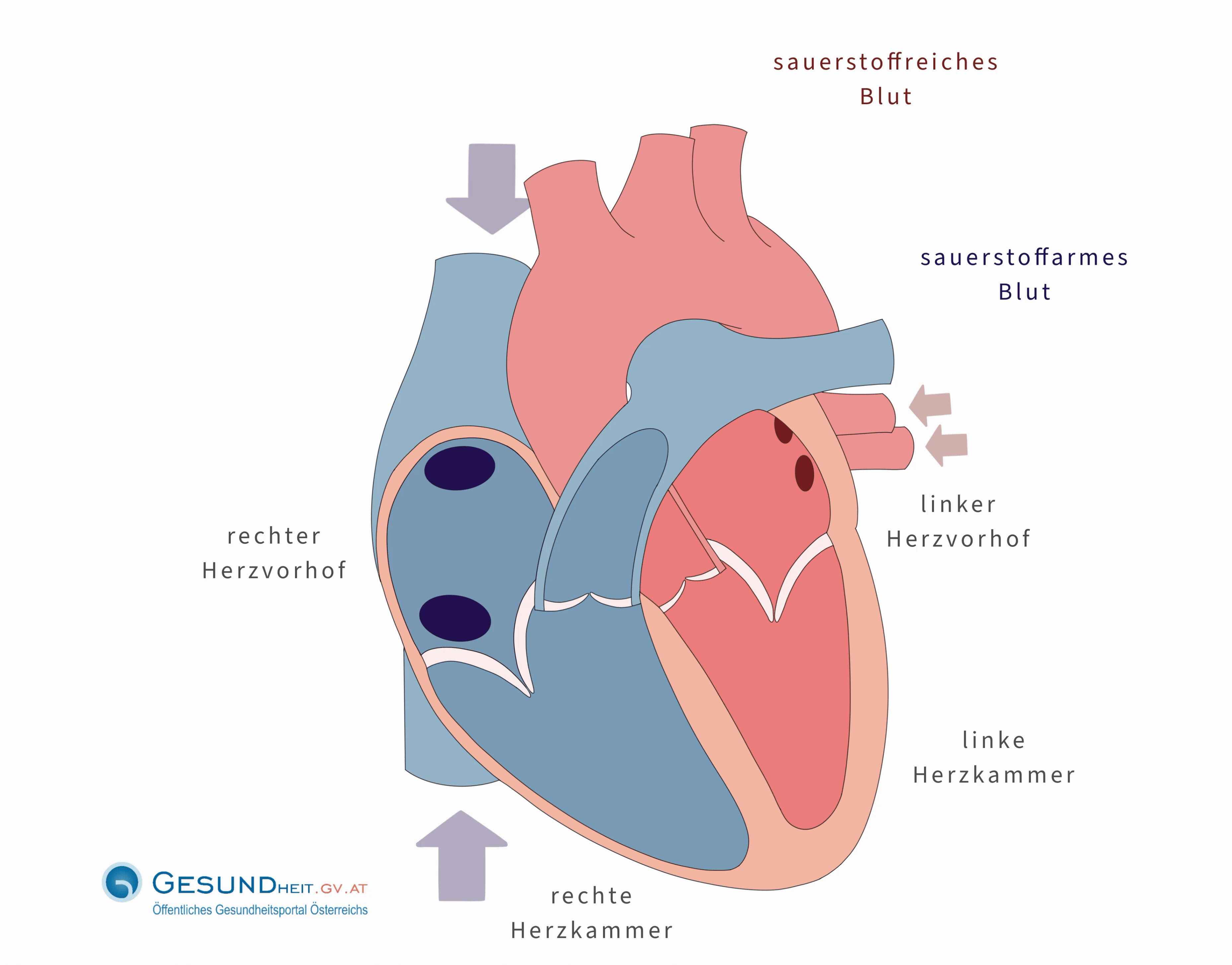 Animation Pumpfunktion des Herzens