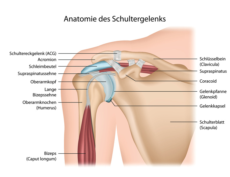 Anatomie des Schultergelenks
