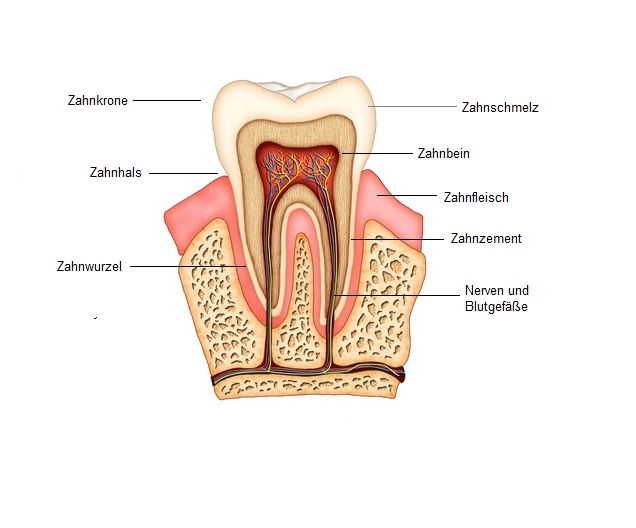Anatomie eines Zahnes
