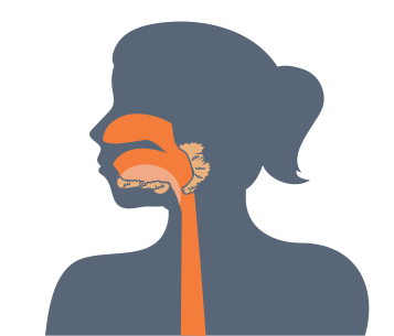 Symbolbild: Die Schleimhäute in Mund, Nase und Rachen