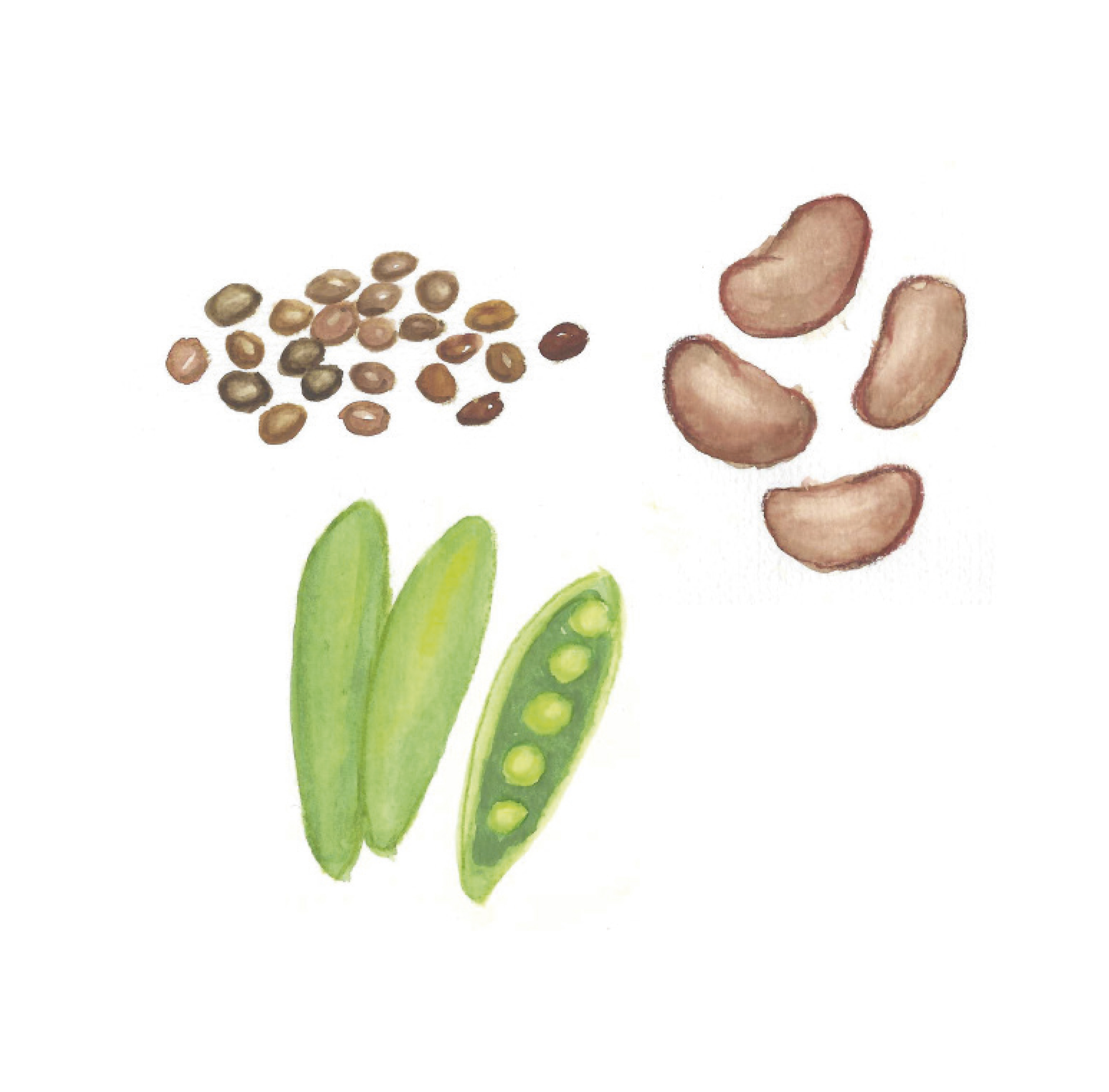Grafik Ernährung: Hülsenfrüchte