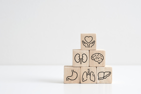 Holzwürfel mit Zeichnungen von Organen