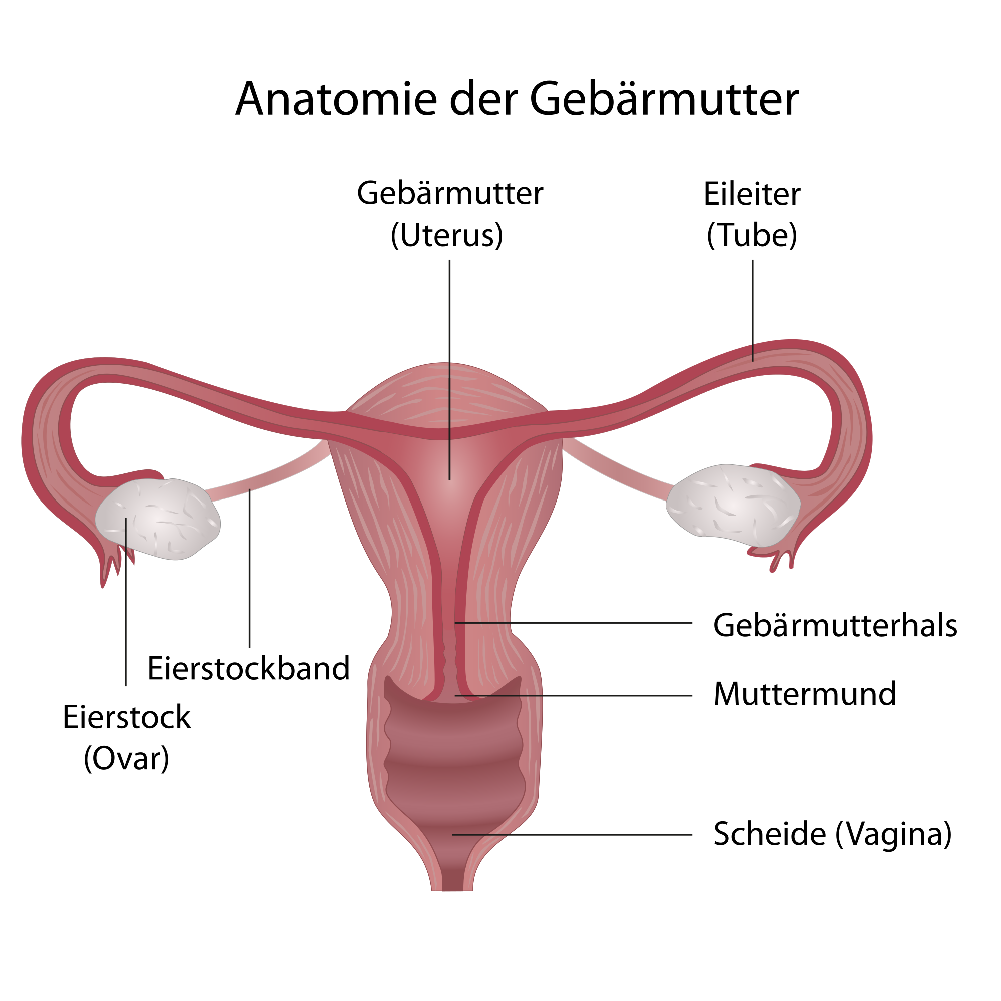 Anatomie Gebärmutter