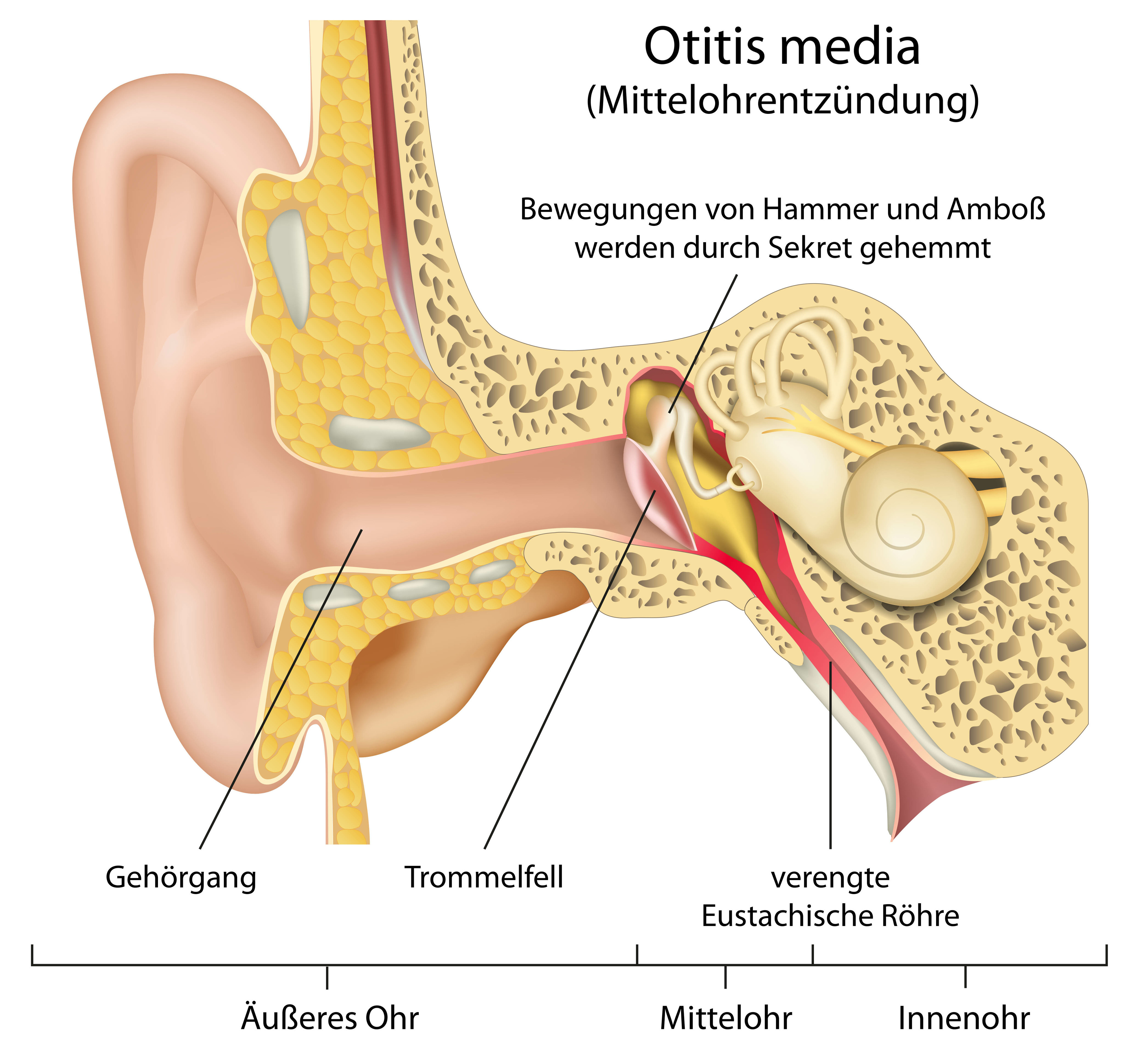 Anatomie Ohr